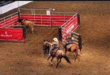What Are The Rules Of Team Penning?