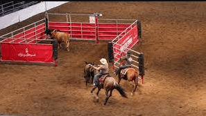 What Are The Rules Of Team Penning?