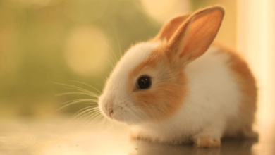 Cute:-Xjcg5dioae= Bunny