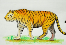Easy:6xji58ky_J4= Tiger Drawing
