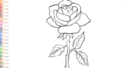 Outline:5lvuzffno7u= Rose Sketch