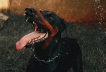 digital tracking activity summary