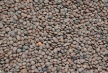 enhanced pulse lens market