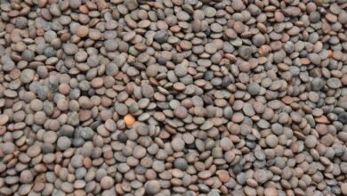 enhanced pulse lens market