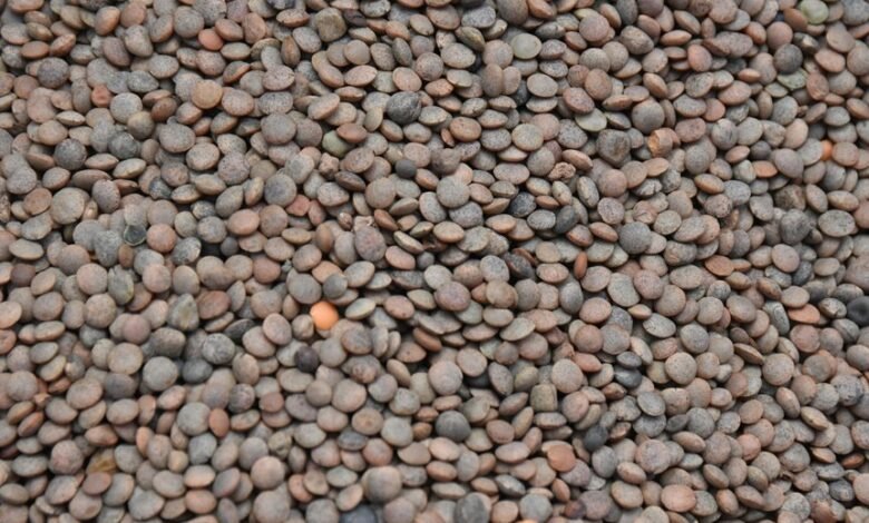 market lens transformation pulse