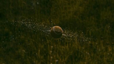 market momentum flow analysis