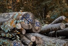 browse verification logs by phone numbers
